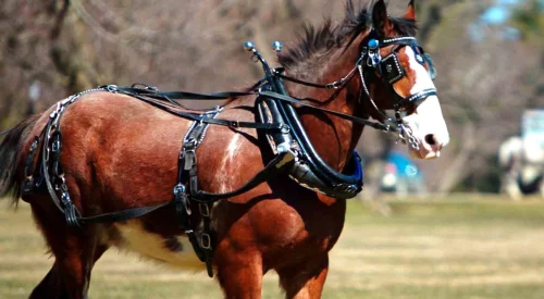 American-Draft-Horse