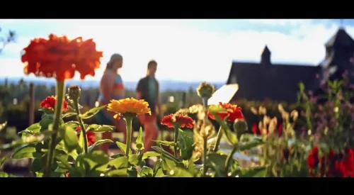 BeautyAnamorphic