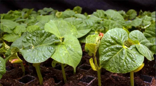 Spring-Shelburne-Farms-Market-Garden