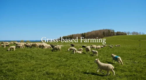 Sustainability-Grass-based-Farming