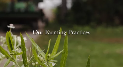 Sustainability-our-farming-practices